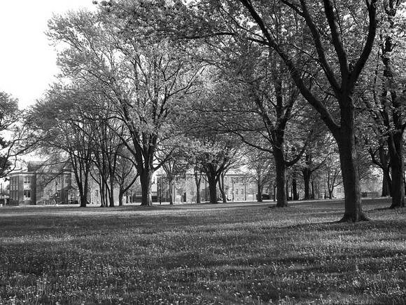 Cottages C, D, and E from Lakeshore Boulevard West, May 2011.