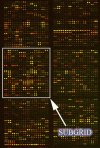 Sample microarray image, with subgrids