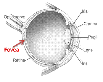 EyeCrossSection.png