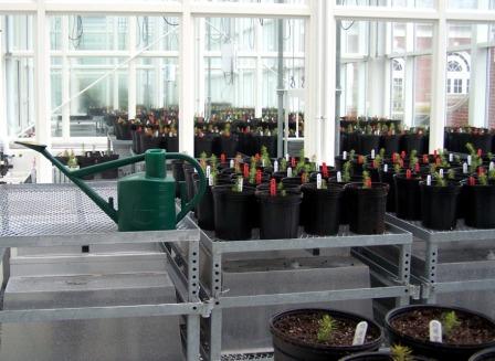 Spruce clones growing in the KC Irving Environmental Science Centre, Wolfville NS