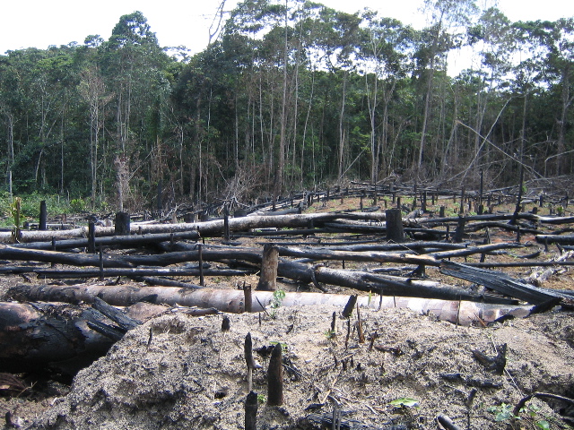 Slash and Burn. They say every town inVenezuela , no matter how small, 