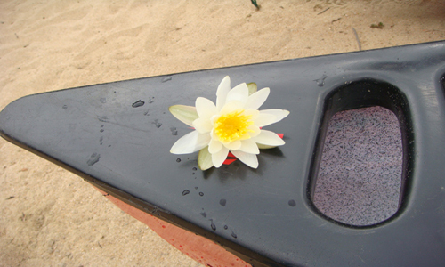 canoe flower