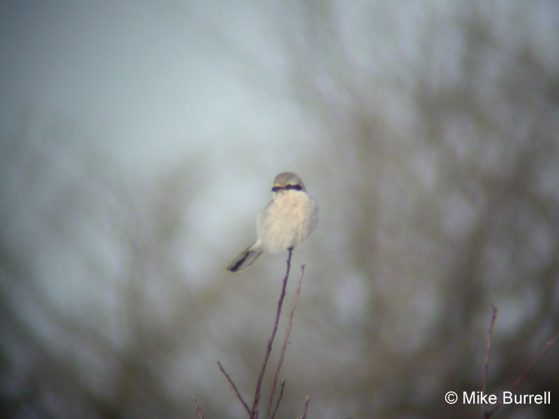 Northern Shrike