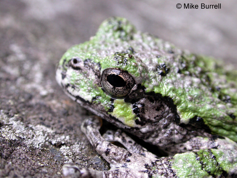 Gray Treefrog