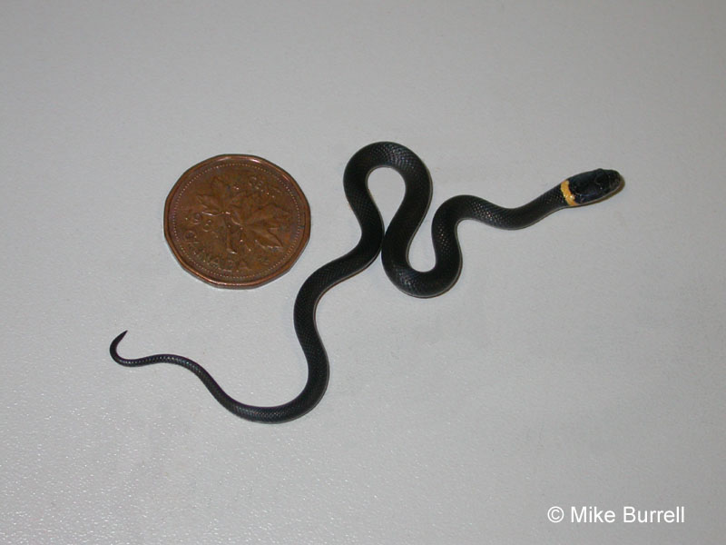 Northern Ringneck Snake