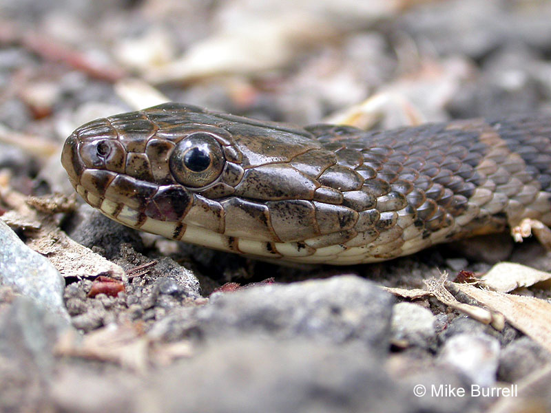 Northern Water Snake