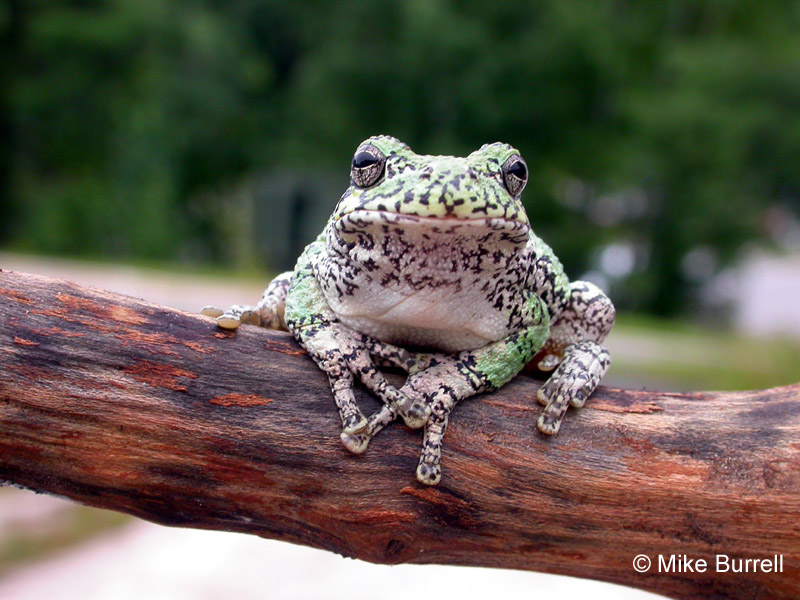 Gray Treefrog