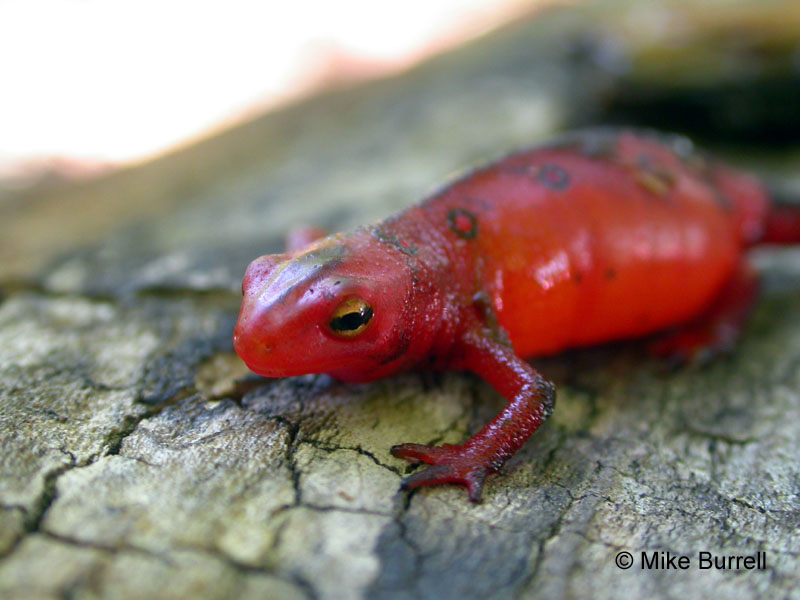 Red Eft