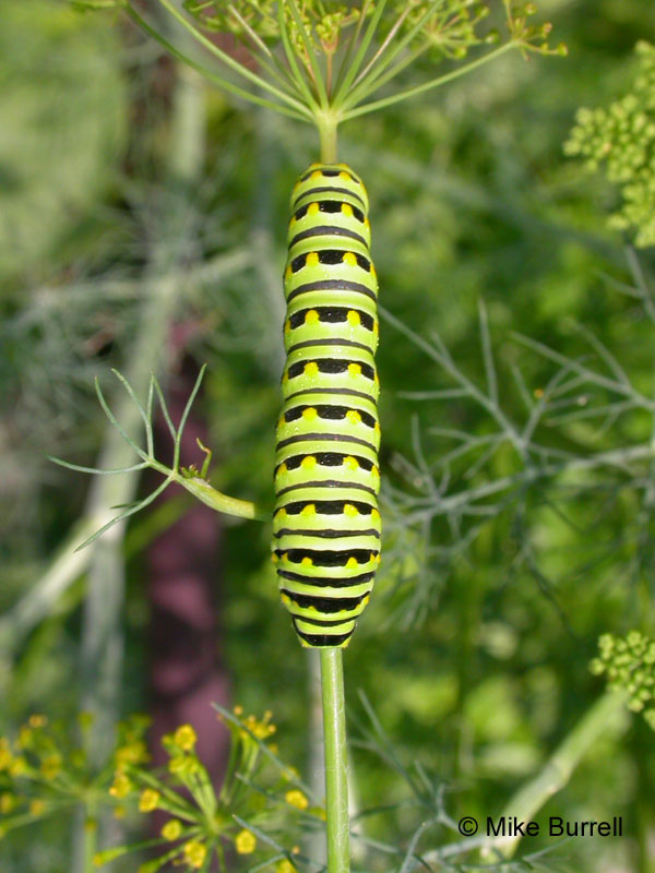 Black Swallowtail