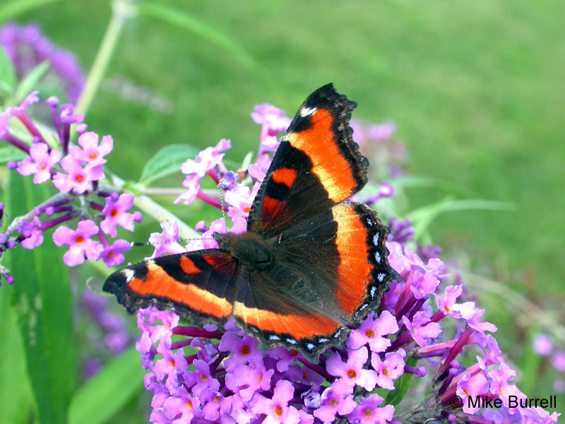 Milbert's Tortoiseshell