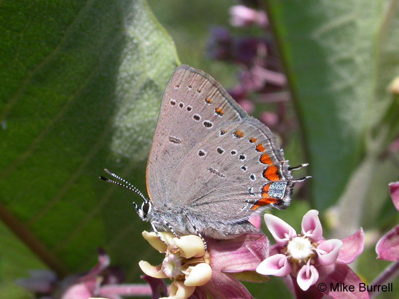 Acadian Hairstreak