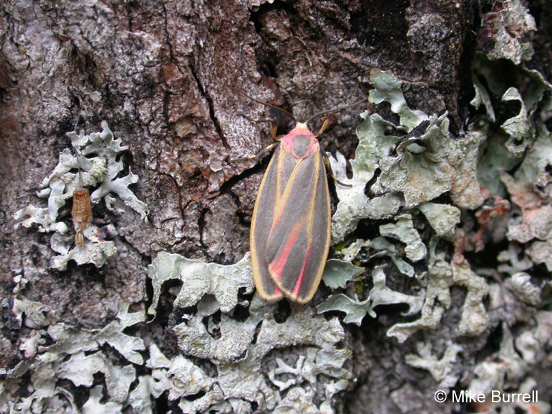 Painted Lichen Moth