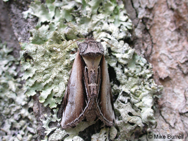 Black-rimmed Prominent