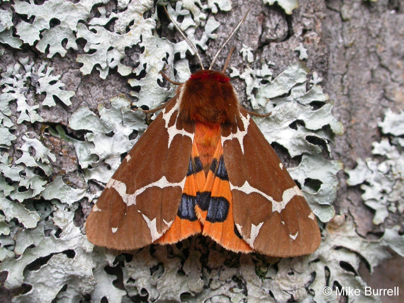 Great Tiger Moth