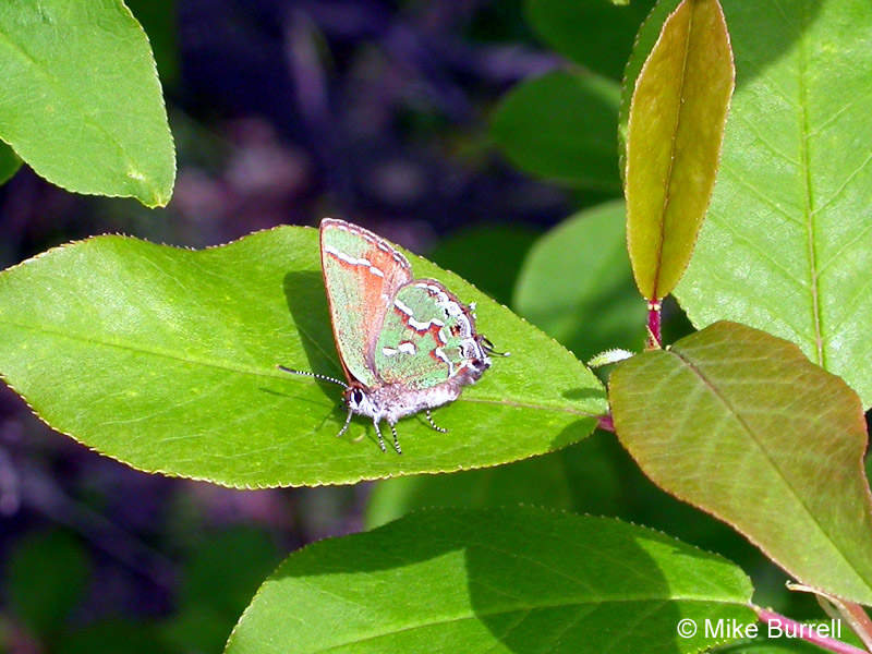 Juniper Hairstreak