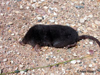 star-nosed mole