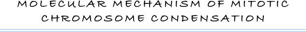 MOLECULAR MECHANISM OF MITOTIC CHROMOSOME CONDENSATION
￼