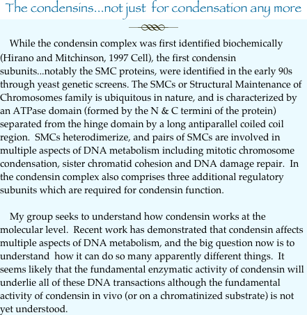 The condensins...not just  for condensation any more
￼    While the condensin complex was first identified biochemically (Hirano and Mitchinson, 1997 Cell), the first condensin subunits...notably the SMC proteins, were identified in the early 90s through yeast genetic screens. The SMCs or Structural Maintenance of Chromosomes family is ubiquitous in nature, and is characterized by an ATPase domain (formed by the N & C termini of the protein) separated from the hinge domain by a long antiparallel coiled coil region.  SMCs heterodimerize, and pairs of SMCs are involved in multiple aspects of DNA metabolism including mitotic chromosome condensation, sister chromatid cohesion and DNA damage repair.  In the condensin complex also comprises three additional regulatory subunits which are required for condensin function.  

    My group seeks to understand how condensin works at the molecular level.  Recent work has demonstrated that condensin affects multiple aspects of DNA metabolism, and the big question now is to understand  how it can do so many apparently different things.  It seems likely that the fundamental enzymatic activity of condensin will underlie all of these DNA transactions although the fundamental activity of condensin in vivo (or on a chromatinized substrate) is not yet understood.  