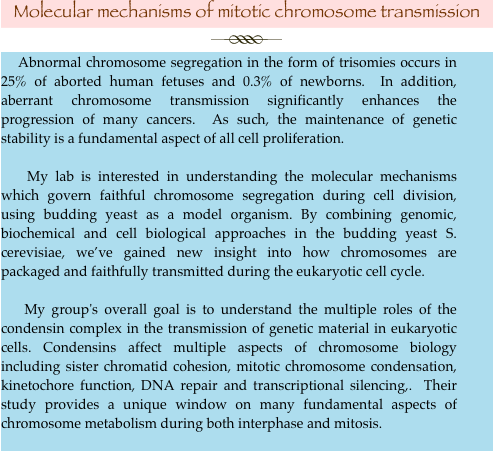 Molecular mechanisms of mitotic chromosome transmission
￼
    Abnormal chromosome segregation in the form of trisomies occurs in 25% of aborted human fetuses and 0.3% of newborns.  In addition, aberrant chromosome transmission significantly enhances the progression of many cancers.  As such, the maintenance of genetic stability is a fundamental aspect of all cell proliferation.  

    My lab is interested in understanding the molecular mechanisms which govern faithful chromosome segregation during cell division, using budding yeast as a model organism. By combining genomic, biochemical and cell biological approaches in the budding yeast S. cerevisiae, we’ve gained new insight into how chromosomes are packaged and faithfully transmitted during the eukaryotic cell cycle.  

    My group's overall goal is to understand the multiple roles of the condensin complex in the transmission of genetic material in eukaryotic cells. Condensins affect multiple aspects of chromosome biology including sister chromatid cohesion, mitotic chromosome condensation, kinetochore function, DNA repair and transcriptional silencing,.  Their study provides a unique window on many fundamental aspects of chromosome metabolism during both interphase and mitosis. 
