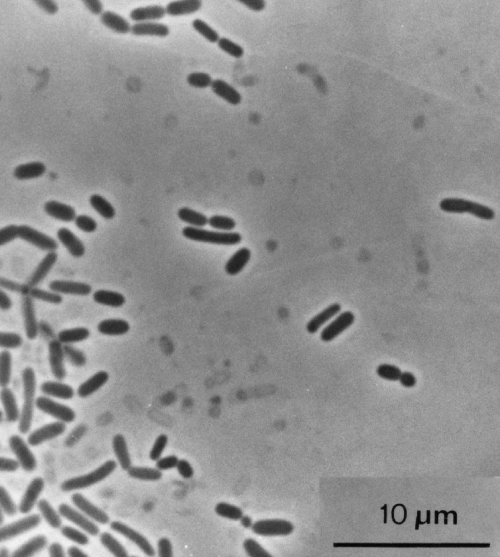 picture of bacteria