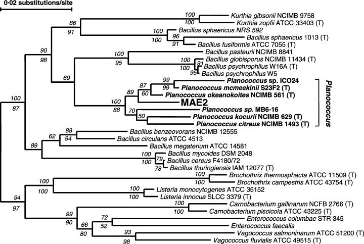 a phylogenetic tree