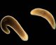 thumbnail of a photo of flatworms