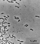 thumbnail picture of bacteria
