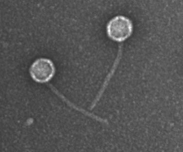 vimr lab phage