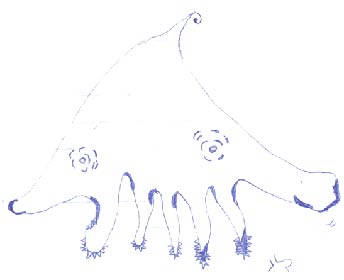 octopus