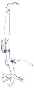 long