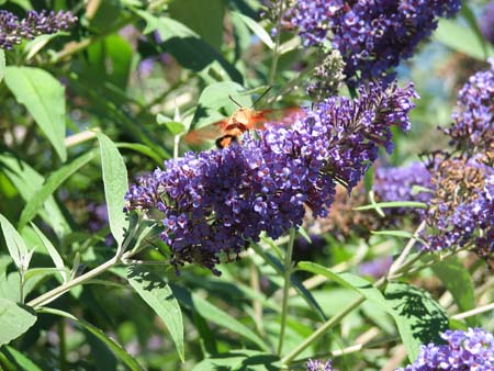 10snowberryclearwing