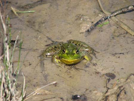 3froggy