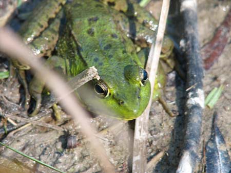 4froggy