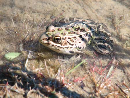 5froggy