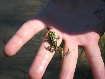 7weefroggy