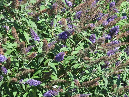 8butterflybush