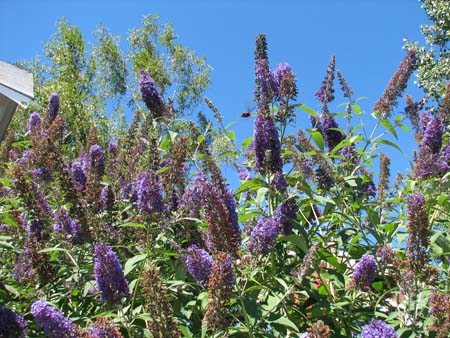9butterflybush_bug
