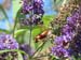 11snowberryclearwing