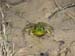 3froggy