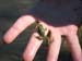 7weefroggy