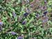 8butterflybush