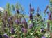 9butterflybush_bug