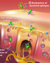 ffects of IgA in Gut