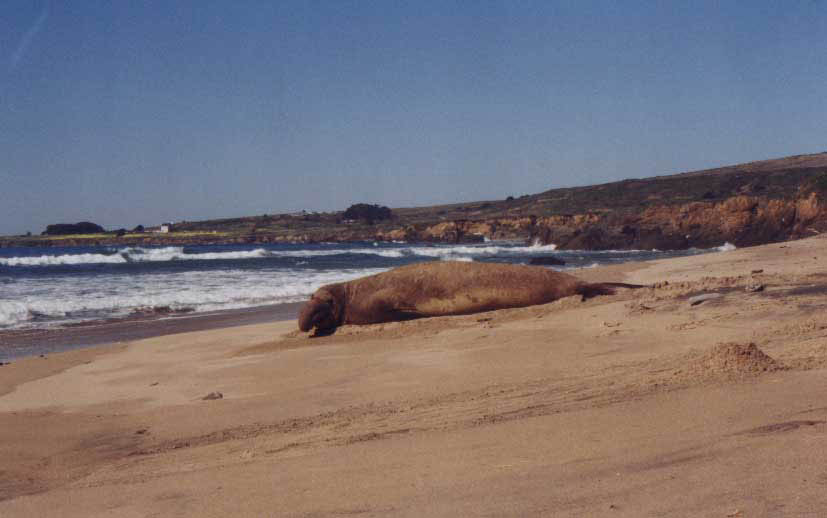 elephantseal