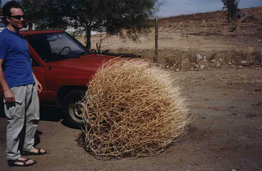 tumbleweed