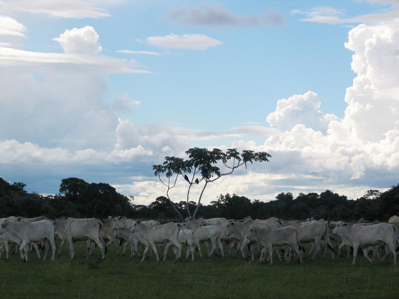 PW0182cows