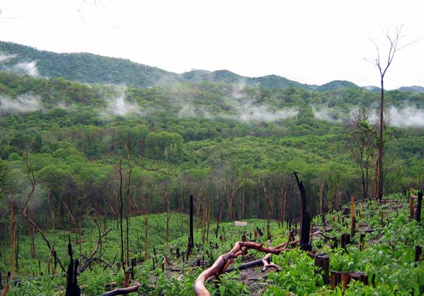 swidden forest in loas, by
                    marcus rhinelander