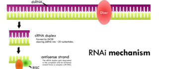 RNA interference mechanism