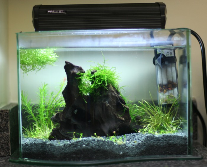 1.5 gallon hotsell fish tank