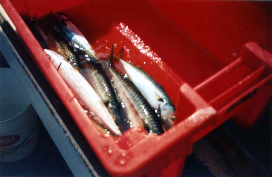 Venturelli mackerel